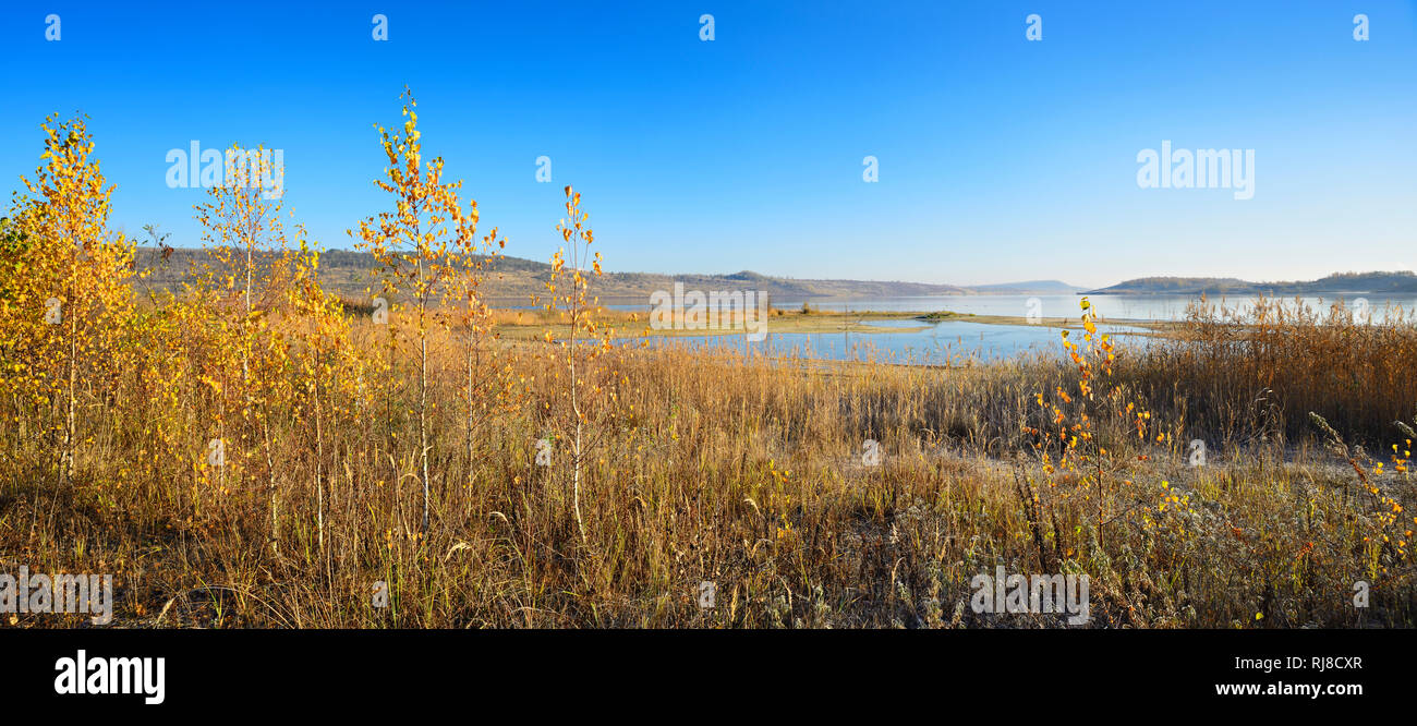 Deutschland, Sachsen-Anhalt, Mücheln, Geiseltalsee, größter künstlicher See Deutschlands, Birken in voller Herbstfärbung Stock Photo