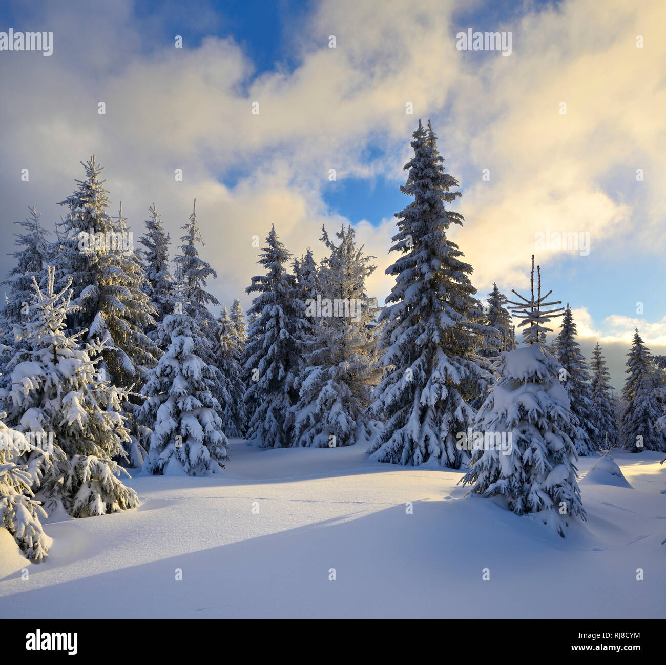 Deutschland, Sachsen-Anhalt, Nationalpark Harz, bei Schierke, Fichten mit Schnee, Abendlicht, tief verschneite Landschaft im Winter, Stock Photo