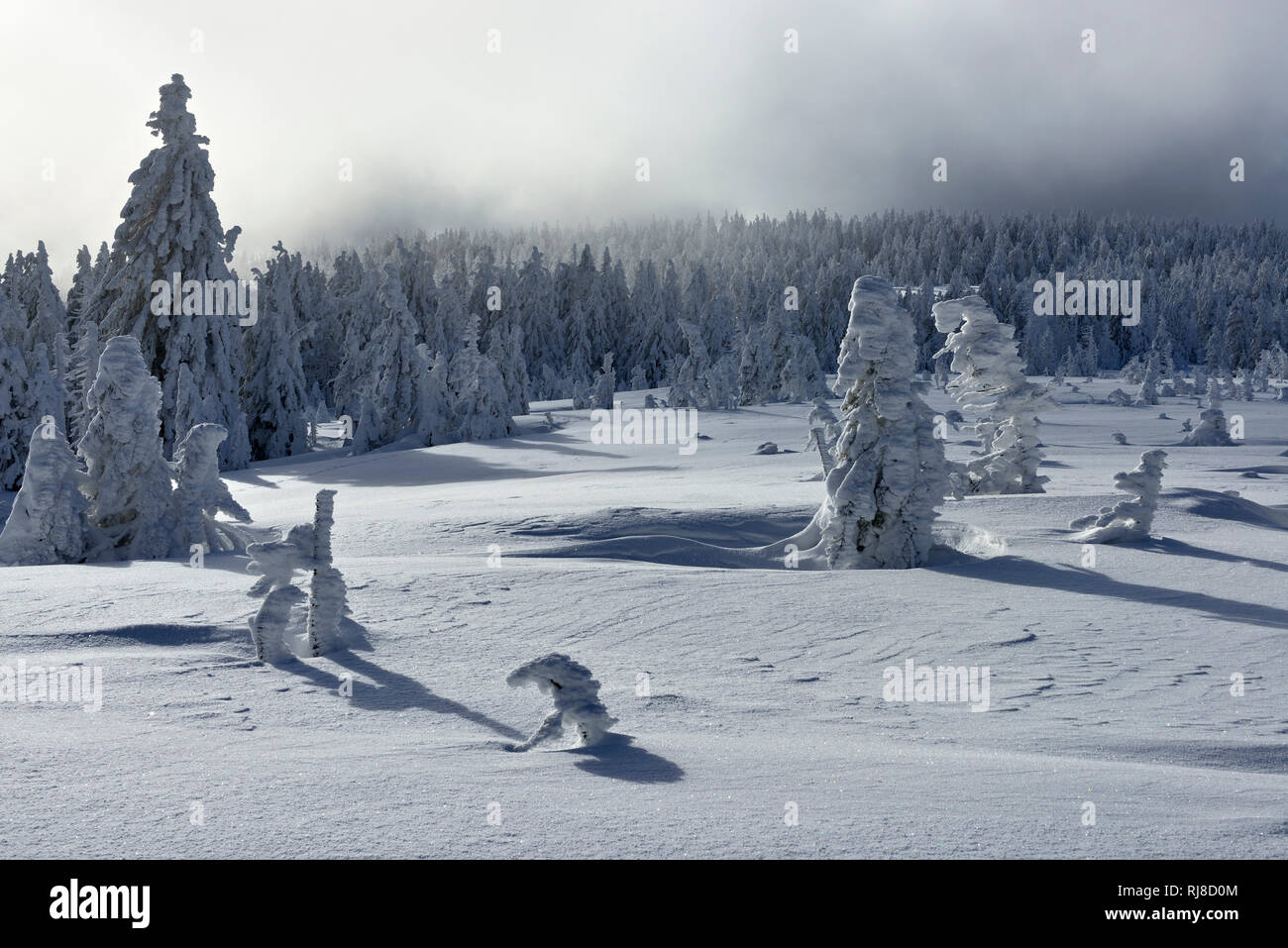 Deutschland, Sachsen-Anhalt, Nationalpark Harz, Fichtenwald mit Schnee, tief verschneite Landschaft im Winter, aufziehende Wolken, Wildnis Stock Photo