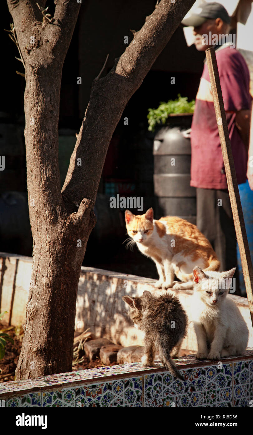 Casablanca, Tiere, Katzen, Marokko Stock Photo