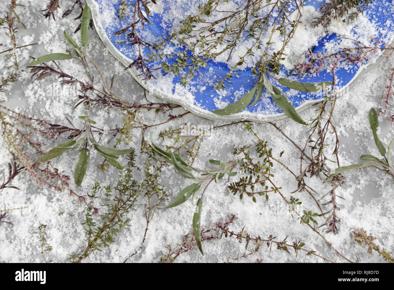 Spanischer thymian hires stock photography and images Alamy