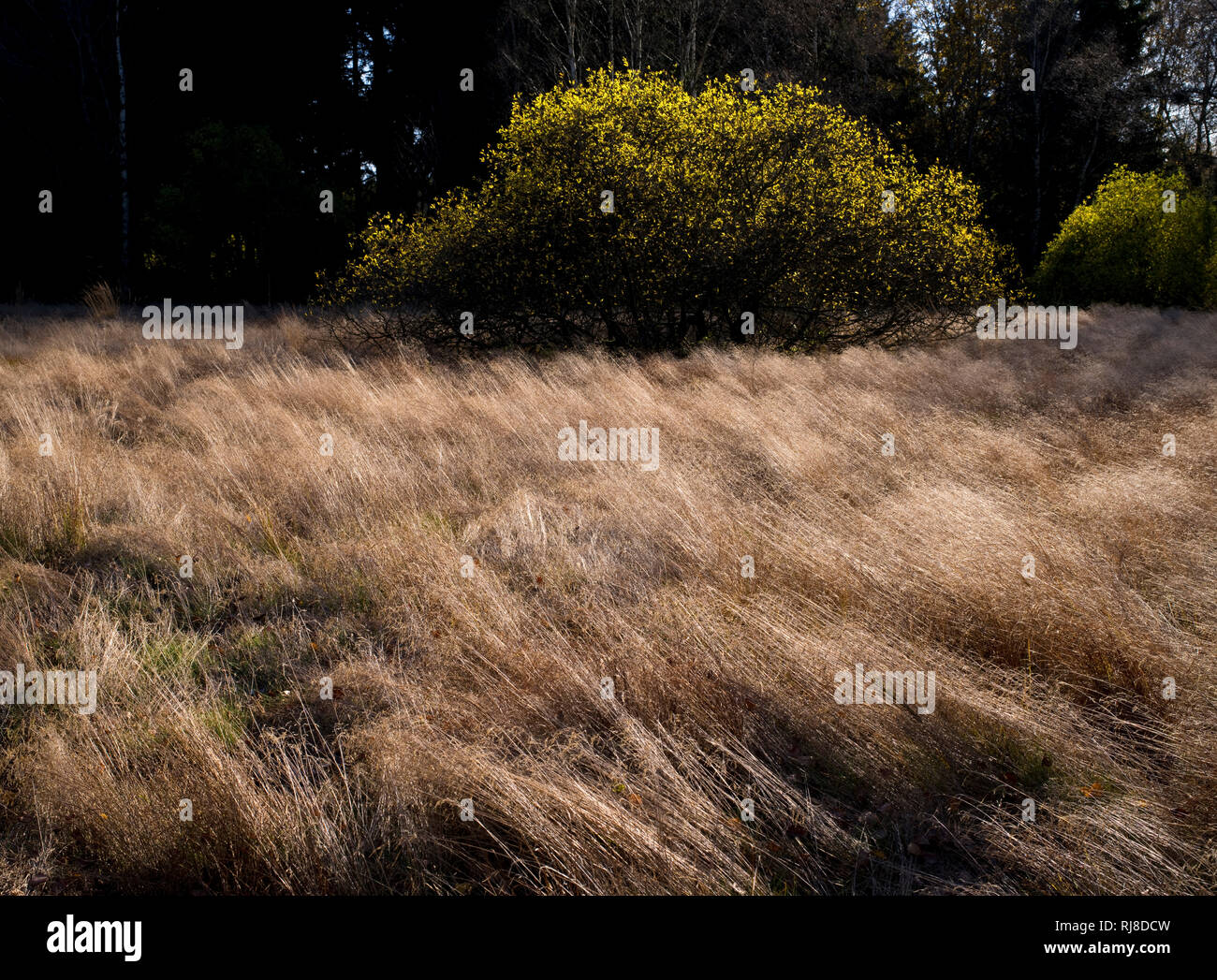 Deutschland, Bayern, Naturpark Bayrische Rhön, UNESCO-Biosphärenreservat, Naturschutzgebiet Schwarzes Moor, windgeformte Moorgräser, Birken und Salwei Stock Photo