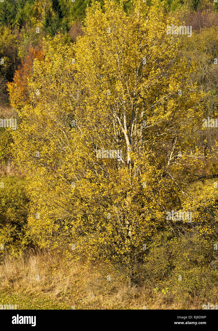 Deutschland, Bayern, Naturpark Bayrische Rhön, UNESCO-Biosphärenreservat, Naturschutzgebiet Schwarzes Moor, Espe im Herbstlaub, Stock Photo
