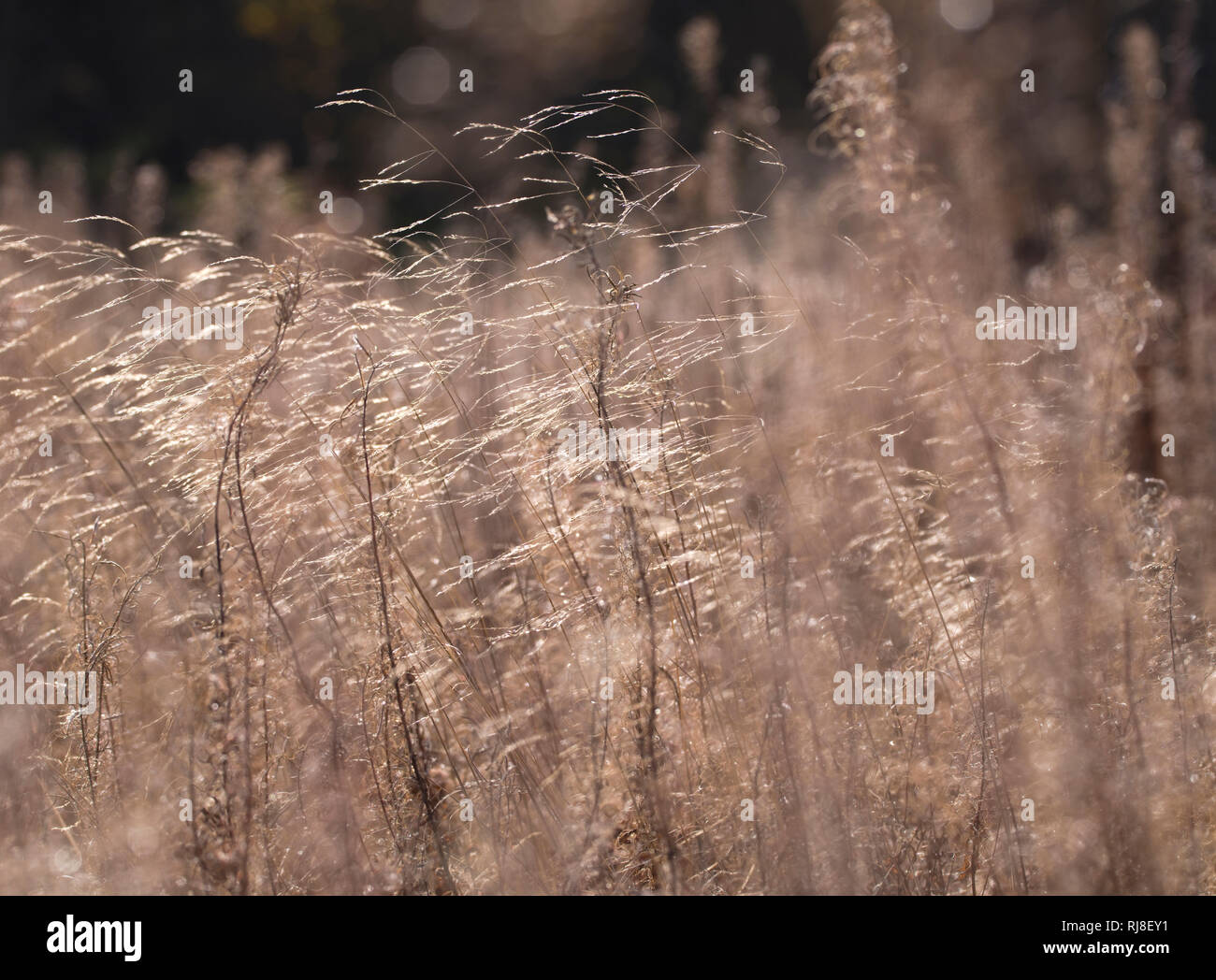 Deutschland, Bayern, Naturpark Bayrische Rhön, UNESCO-Biosphärenreservat, Naturschutzgebiet Lange Rhön, Samenstände des Weidenröschens (Feuerkraut) Stock Photo