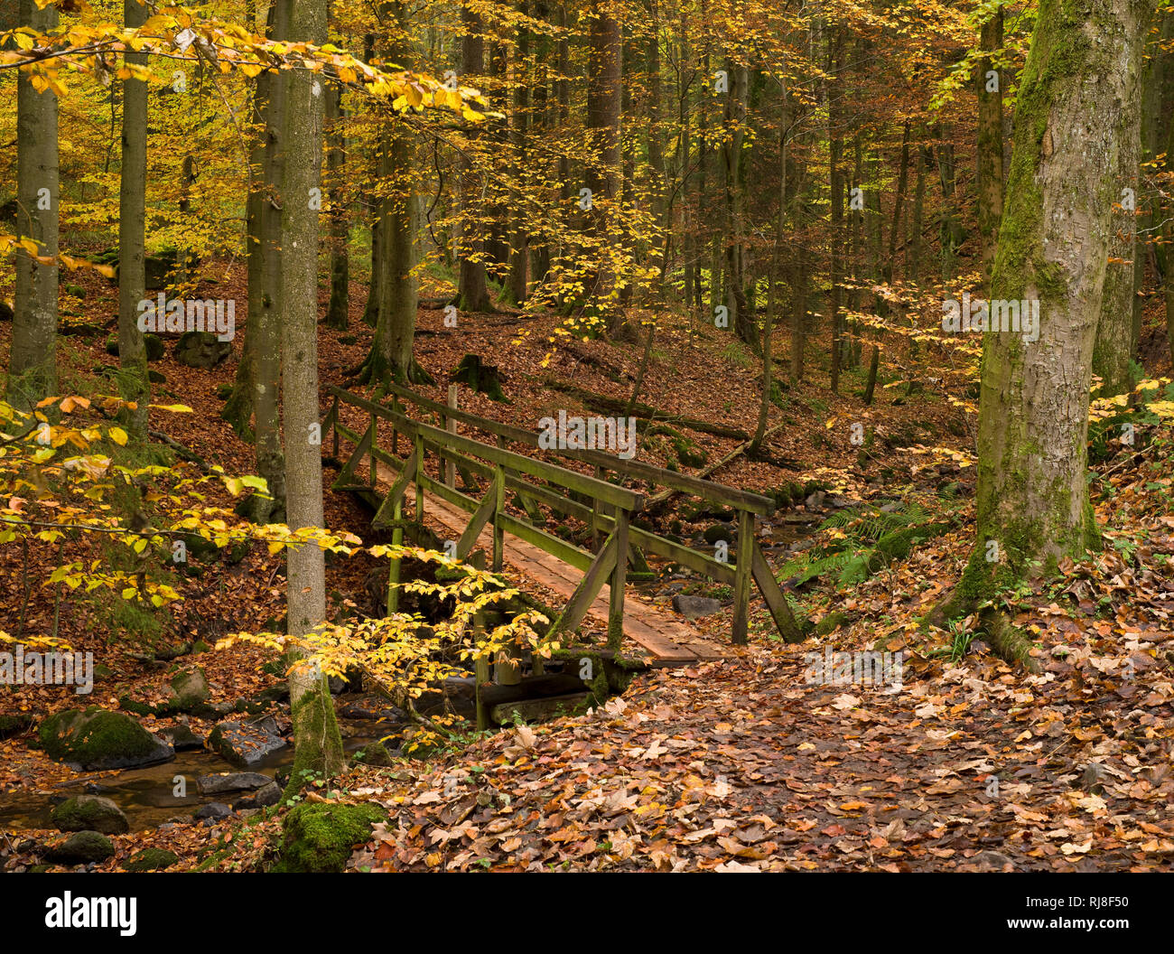 Deutschland, Hessen, Naturpark Hessische Rhön, UNESCO-Biosphärenreservat, Gersfeld, Holzbrücke über  den Feldbach in der Kaskadenschlucht, Herbst Stock Photo
