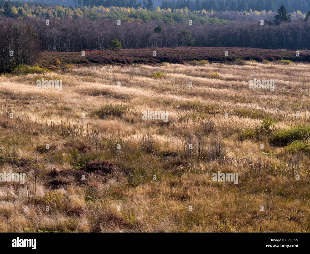 Deutschland, Hessen, Naturpark Hessische Rhön, UNESCO-Biosphärenreservat, Blick auf das Rote Moor, Herbst Stock Photo