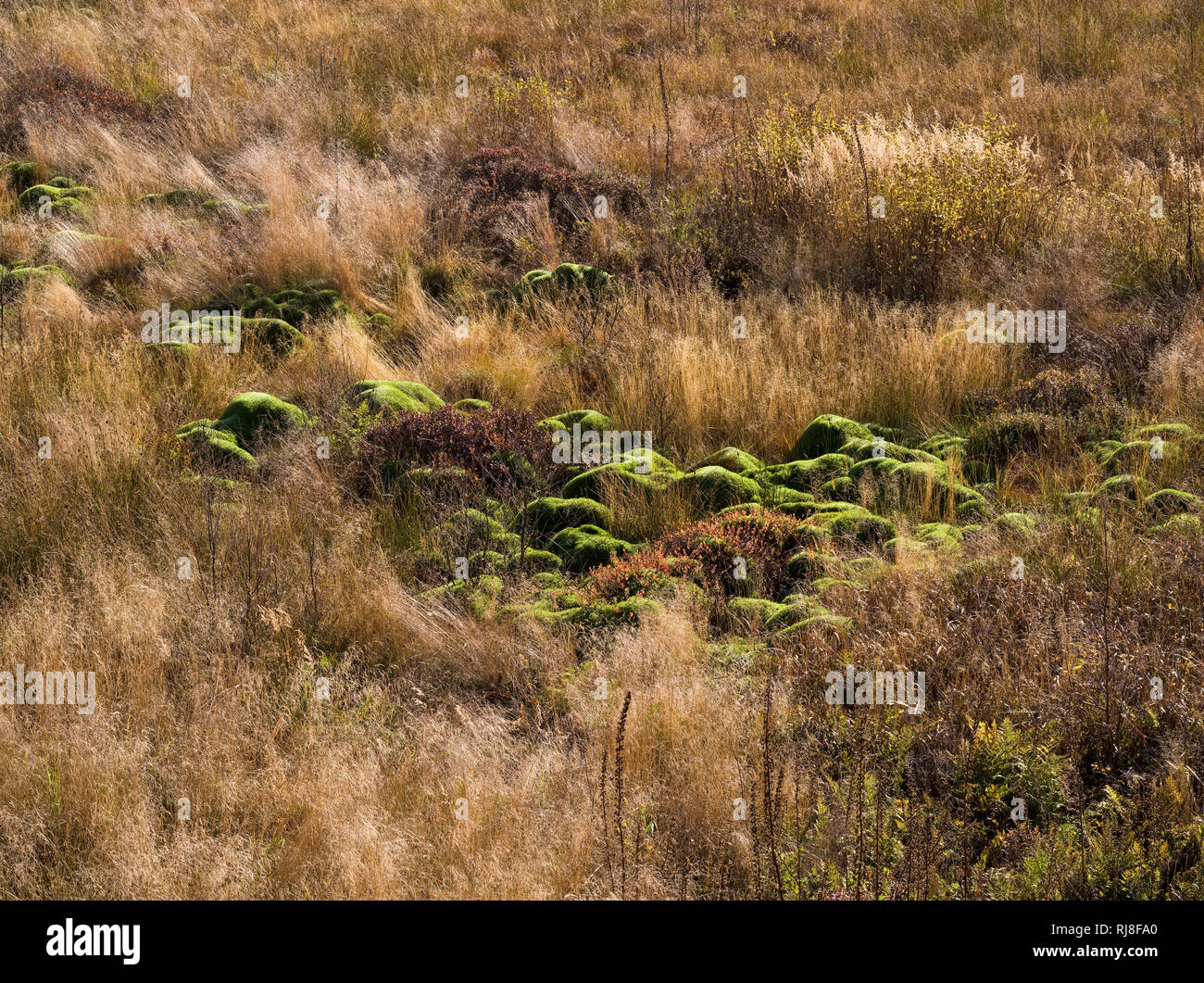 Deutschland, Hessen, Naturpark Hessische Rhön, UNESCO-Biosphärenreservat, Moospolster und Riedgräser im Roten Moor, Herbst Stock Photo