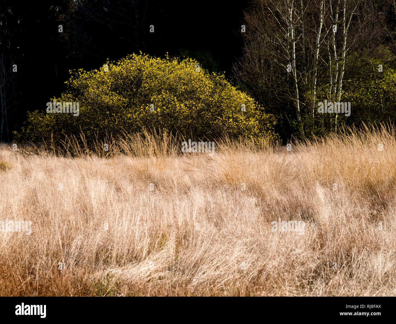 Deutschland, Bayern, Naturpark Bayrische Rhön, UNESCO-Biosphärenreservat, Naturschutzgebiet Schwarzes Moor, windgeformte Moorgräser, Birken und Salwei Stock Photo