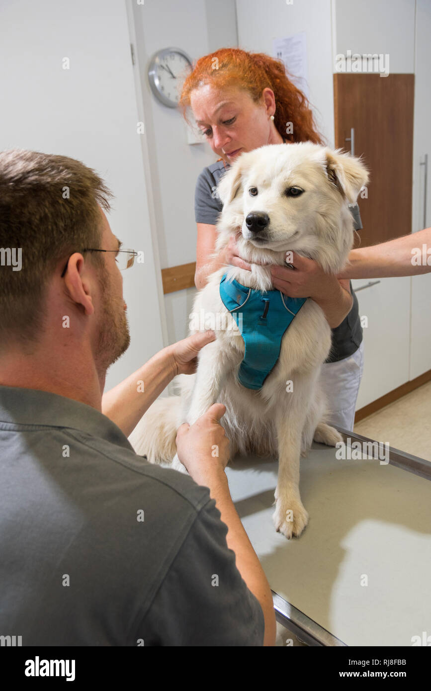 Hund beim Tierarzt, Untersuchung Vorderbein Stock Photo