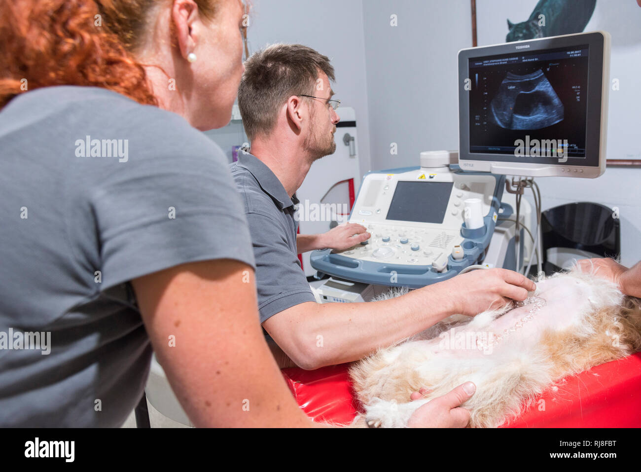 Hund beim Tierarzt, Ultraschalluntersuchung Stock Photo