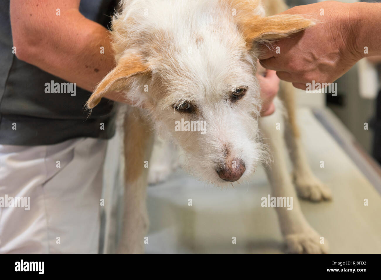 Hund beim Tierarzt, Untersuchung Stock Photo