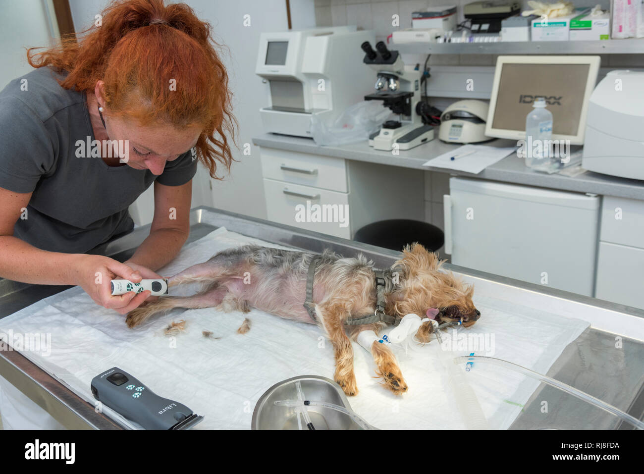 Hund beim Tierarzt, Vorbereitung für eine Operation Stock Photo