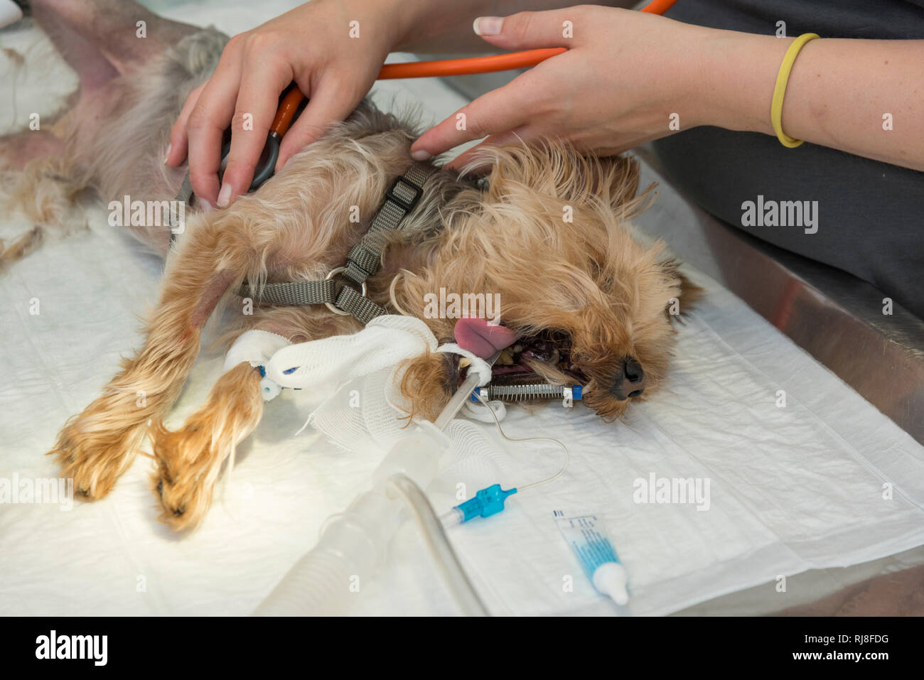 Hund beim Tierarzt, Vorbereitung für eine Operation, überwachen der Herztöne mit einem Stethoskop Stock Photo
