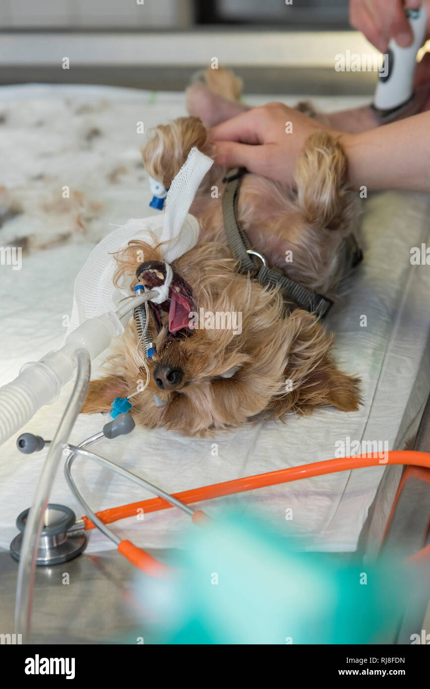Hund beim Tierarzt, Vorbereitung für eine Operation Stock Photo