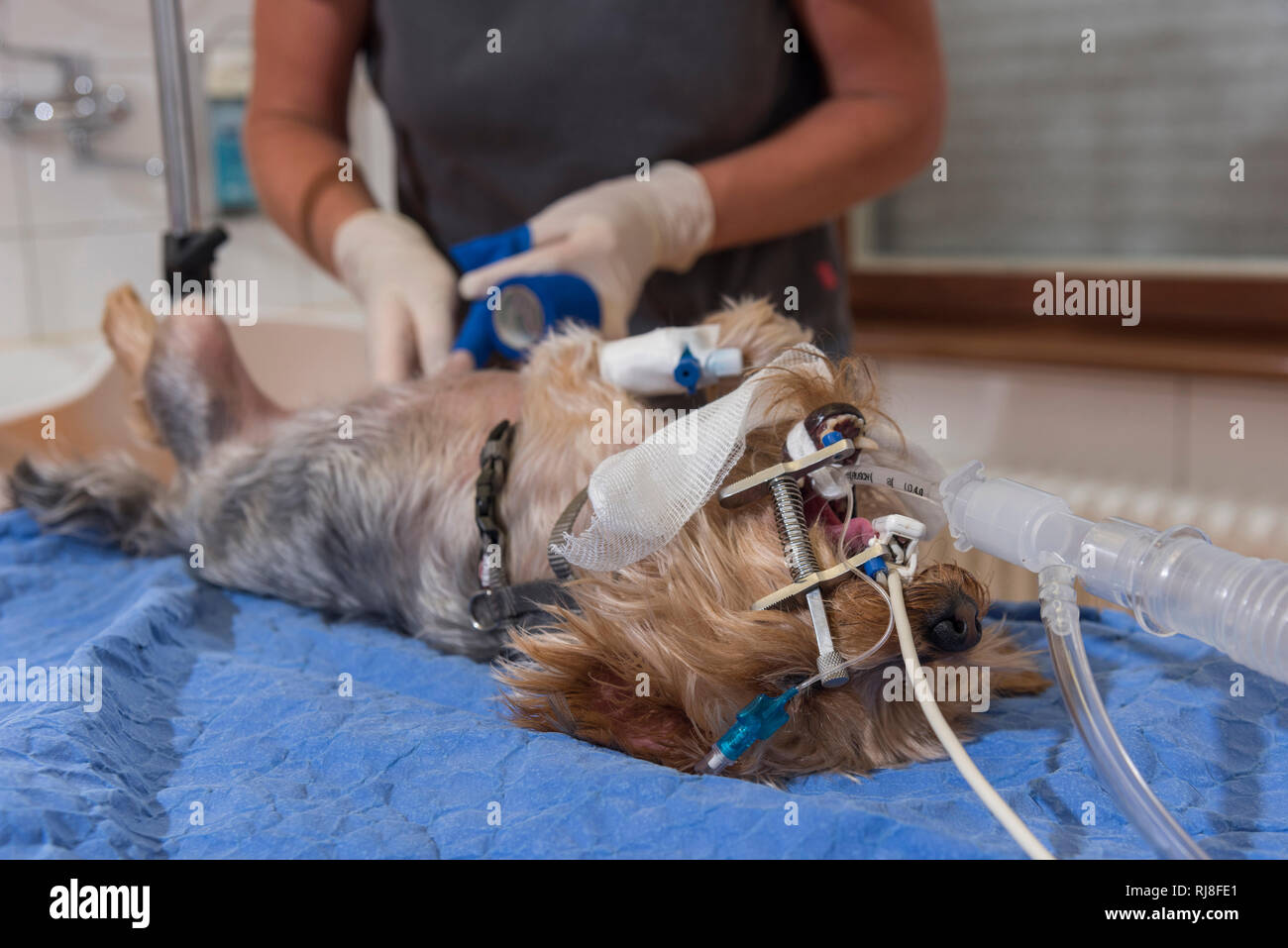 Hund beim intubiert, Verband Stock Photo - Alamy