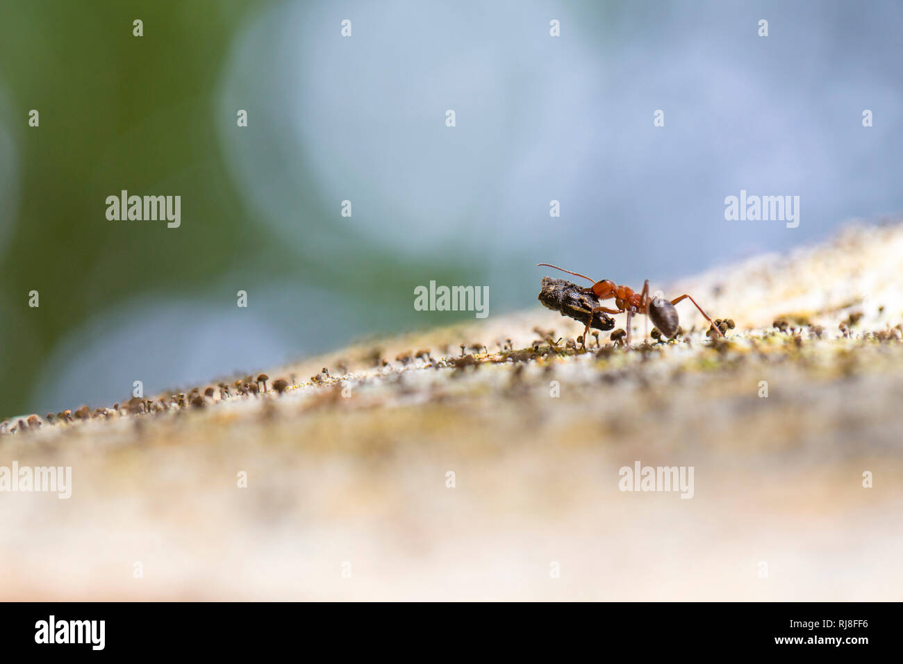 Ameise hi-res stock photography and images - Alamy