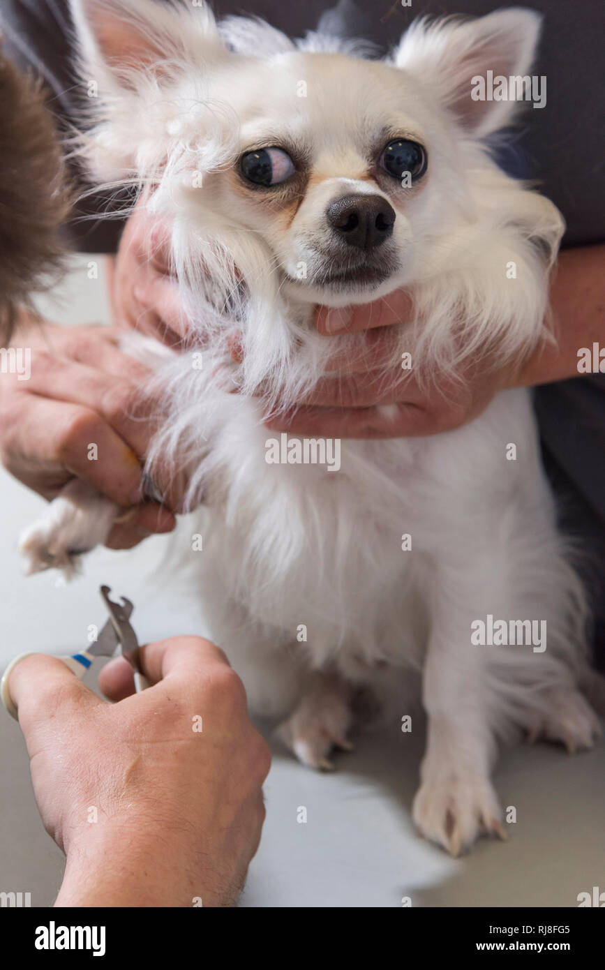 Hund beim Tierarzt, Schneiden der Krallen Stock Photo