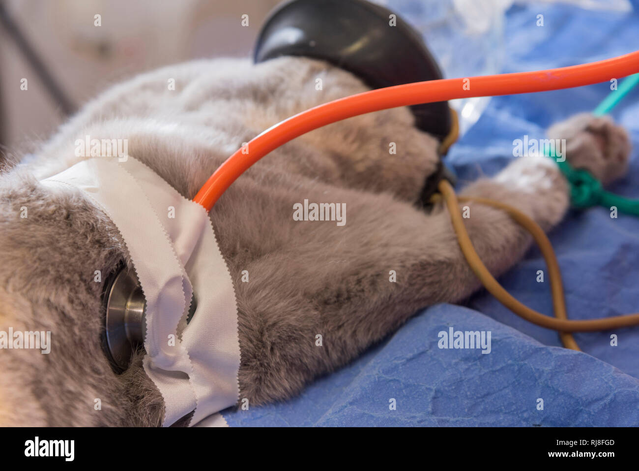 Katze beim Tierarzt, Narkose, Stethoskop, Überwachung der Herztöne, Vorbereitung für Kastration Stock Photo