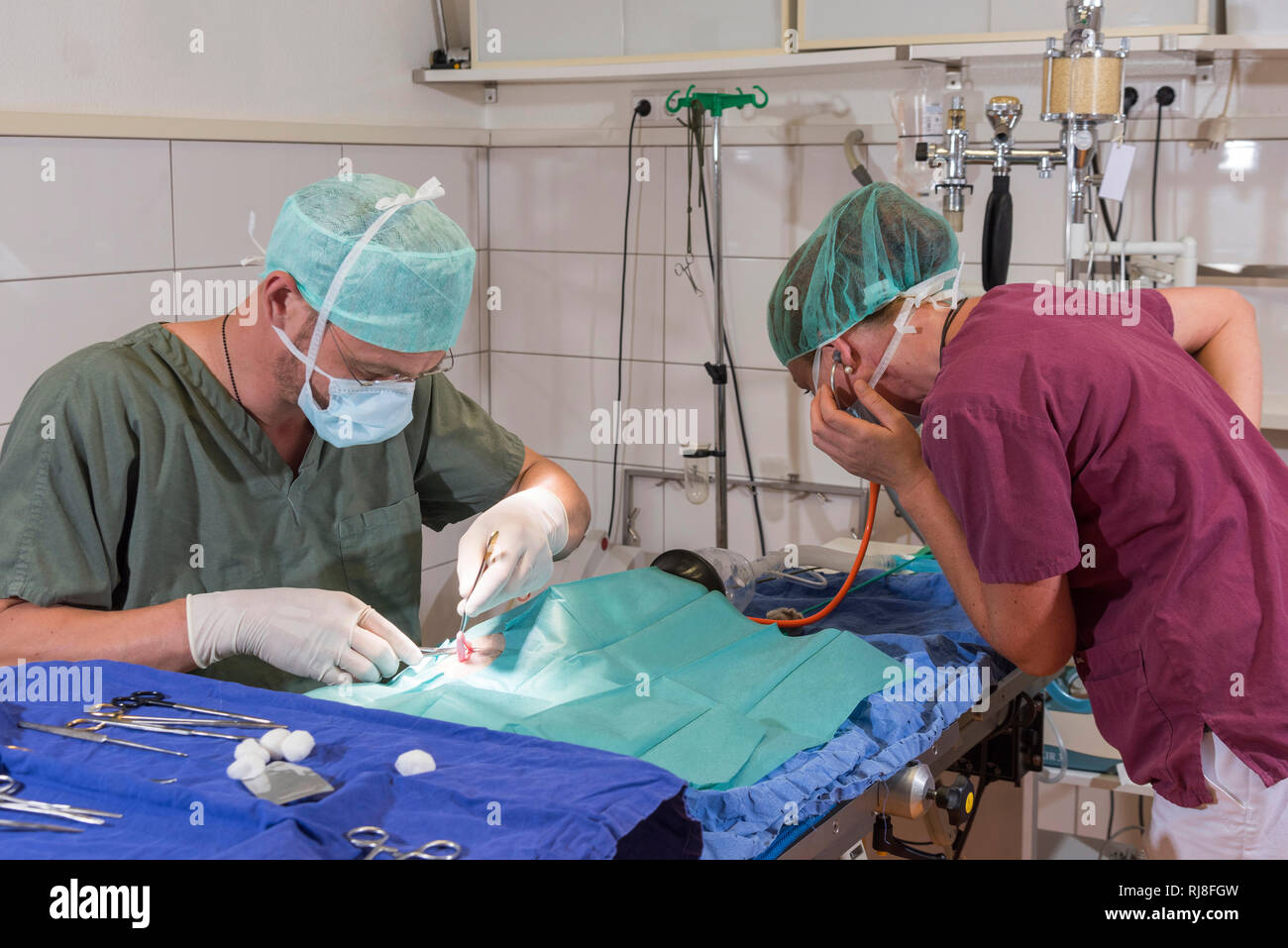 Katze beim Tierarzt, Operation, Kastration, Entfernung der Ovarien, Assistentin überwacht die Herztöne Stock Photo