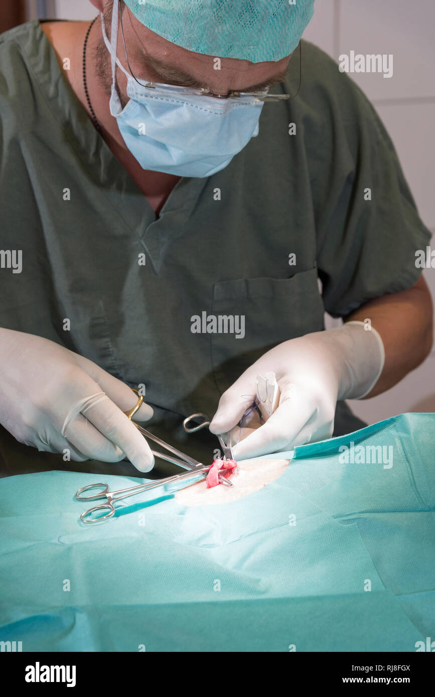 Katze beim Tierarzt, Operation, Kastration, Entfernung der Ovarien, Stock Photo