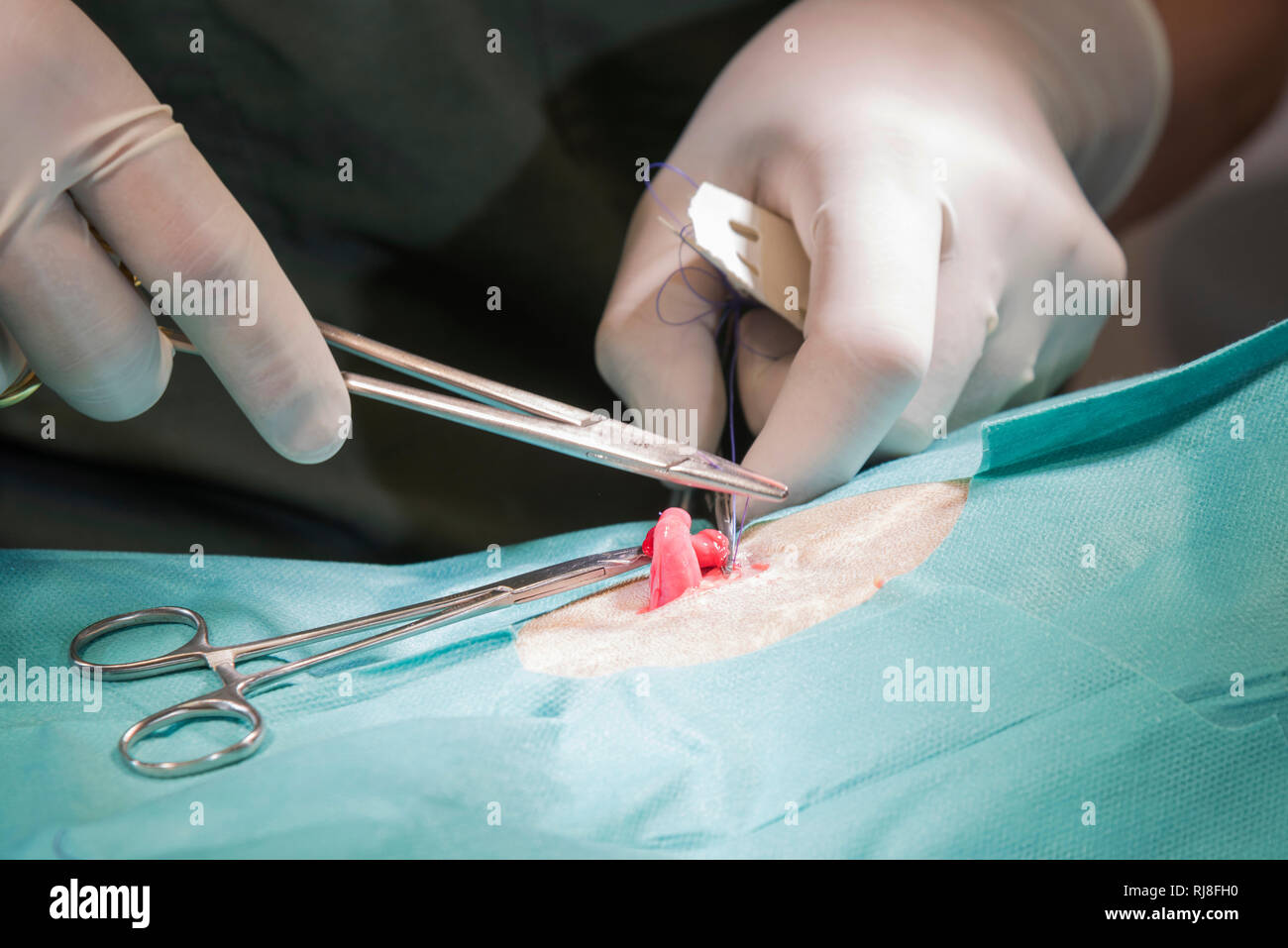 Katze beim Tierarzt, Operation, Kastration, Entfernung der Ovarien, Nahaufnahme Stock Photo