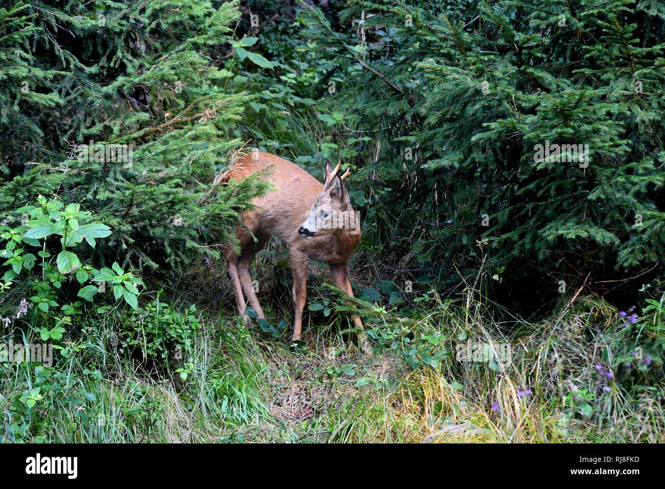 Reh im Wald Stock Photo - Alamy