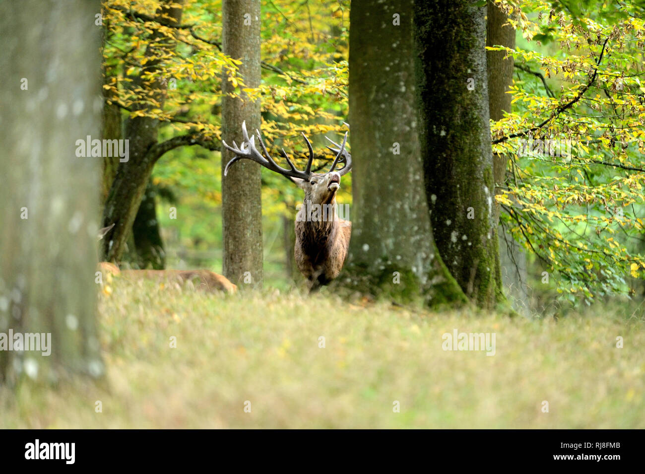 Rothirsch im Wald, Brunftzeit Stock Photo