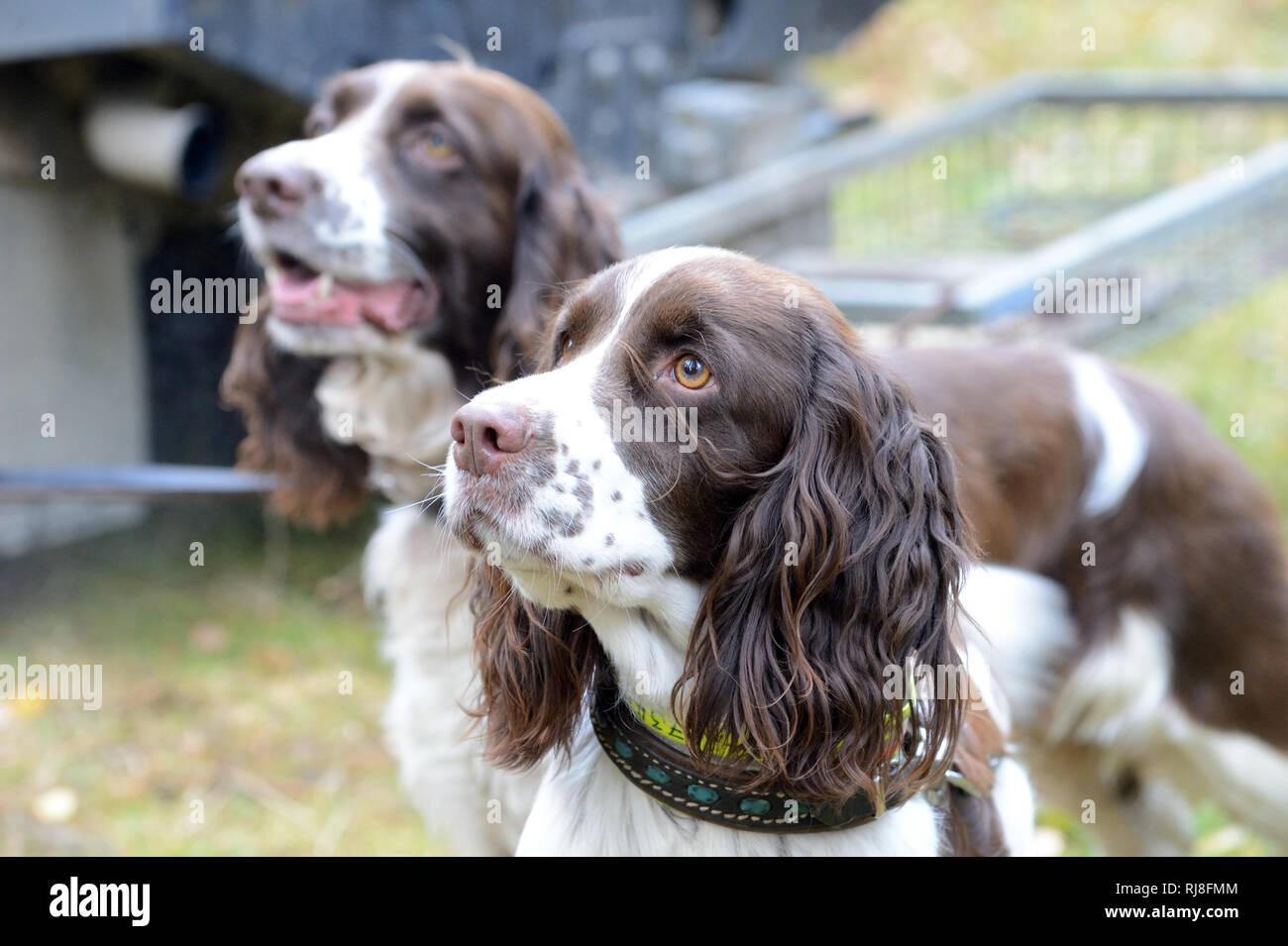 Herbstliche Drückjagd auf Rotwild, zwei Jagdhunde, English Springer Spaniel Stock Photo