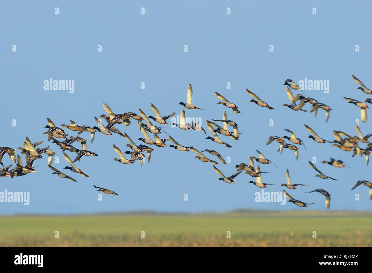 Stockenten Im Flug Stock Photo Alamy