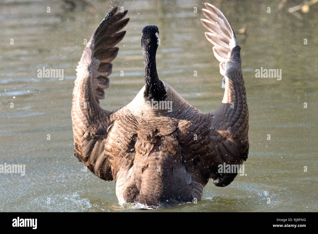 Kanadagans im Wasser, Paarungsverhalten Stock Photo