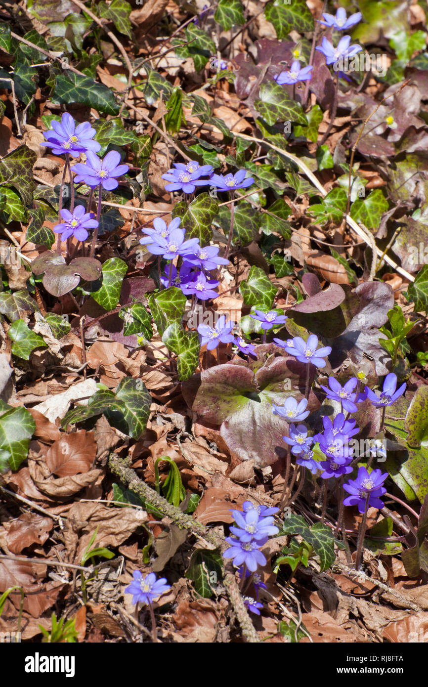 Blühende Leberblümchen im Frühling, Hapatica nobilis Stock Photo