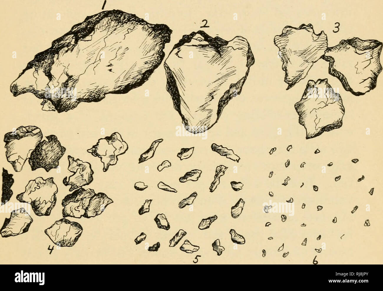 Bulletin. Natural history; Natuurlijke historie. OSTEOLOGY OF DEINONYCHUS  ANTIRRHOPUS 15 sociated with either individual, were a left ectopterygoid  and a right pterygoid (YPM 5233) and a fragmentary left pterygoid (YPM  5239).