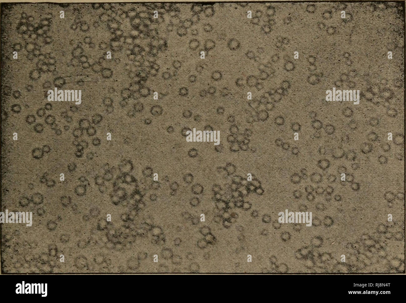 . Cheddar cheese making. Cheese. CHEDDAR CHEESE MAKING. 3 Colostrum Milk. The first milk given