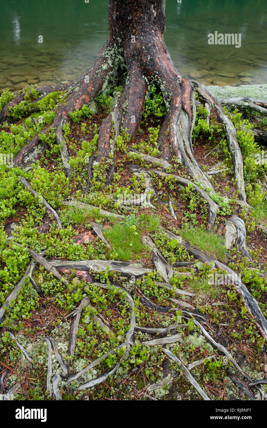 Wurzeln einer Zirbelkiefer, Pinus cembra, im Defereggental, Osttirol, Österreich Stock Photo