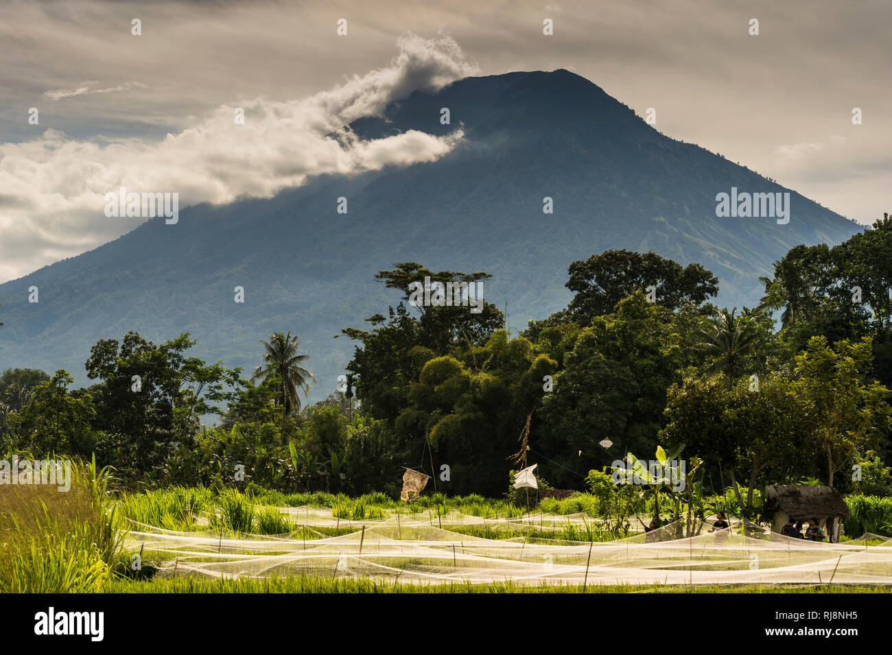 Reisterrassen bei Amlapura mit dem Gunung Agung im Hintergrund Stock Photo