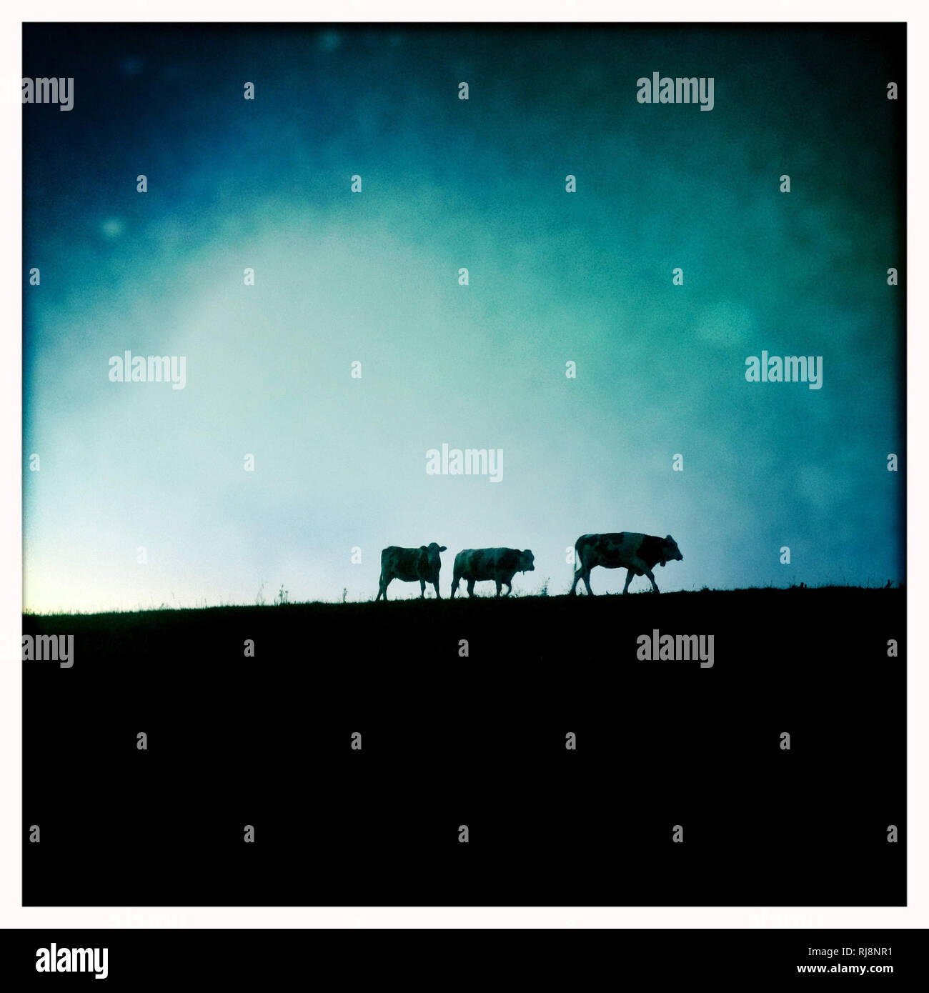 drei Kühe auf einer Weide, Silhouette, Dämmerung Stock Photo