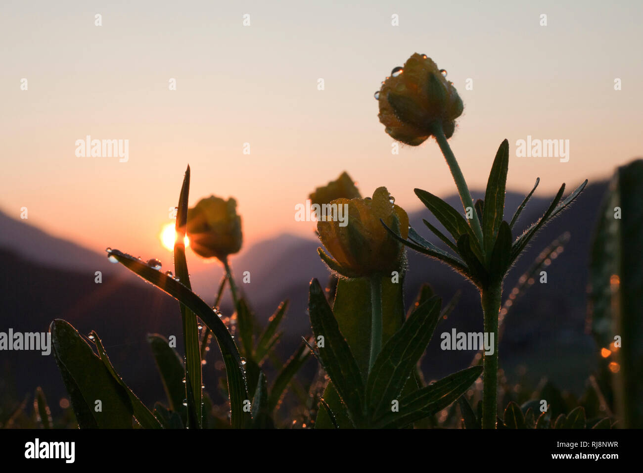 Hahnenfuss auf Bergwiese im Sonnenaufgang, bei Steinberg im Rofan, Rofan Gebirge, Tirol, Österreich Stock Photo