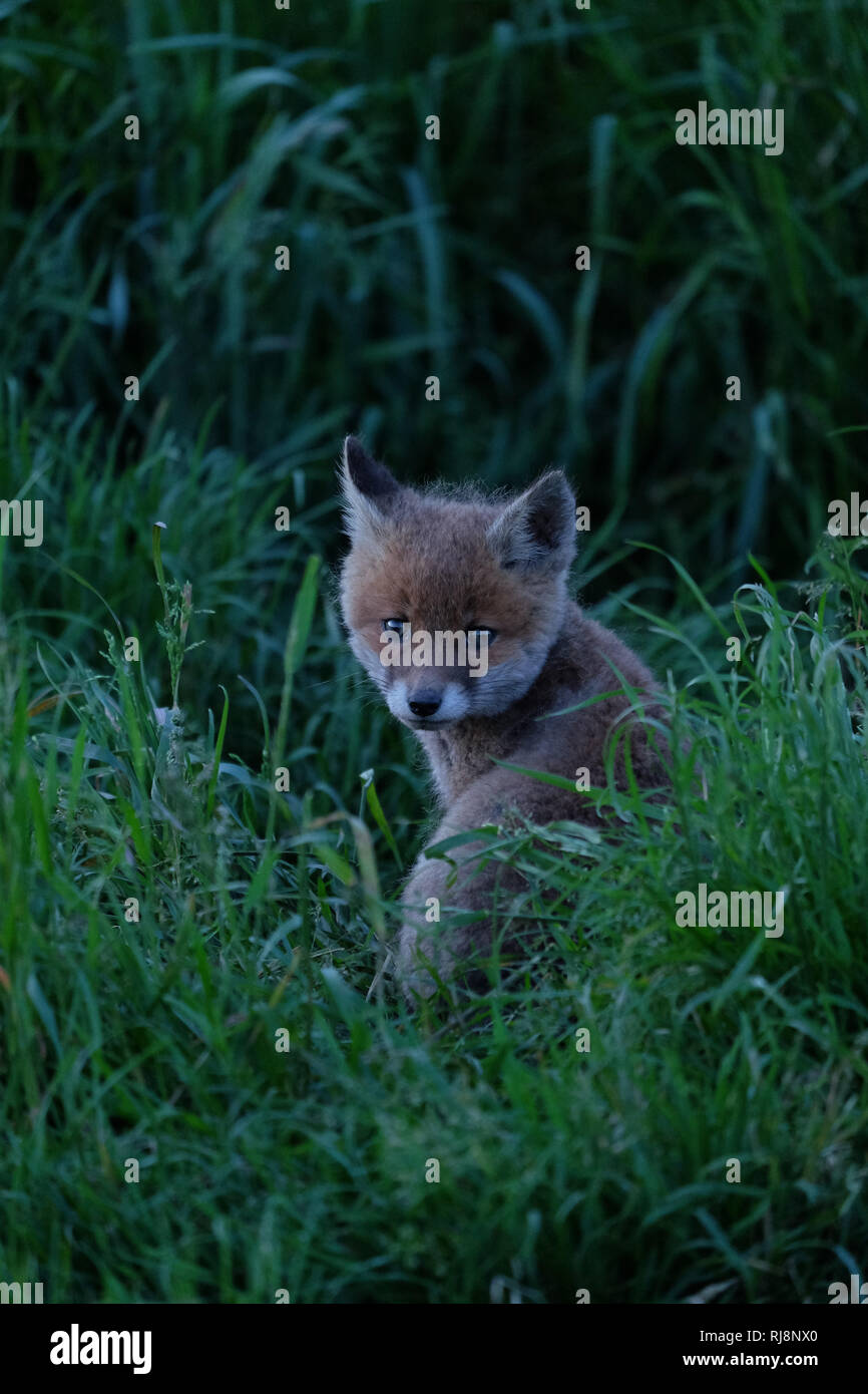 junger Fuchs in einer Wiese, Blick in die Kamera Stock Photo
