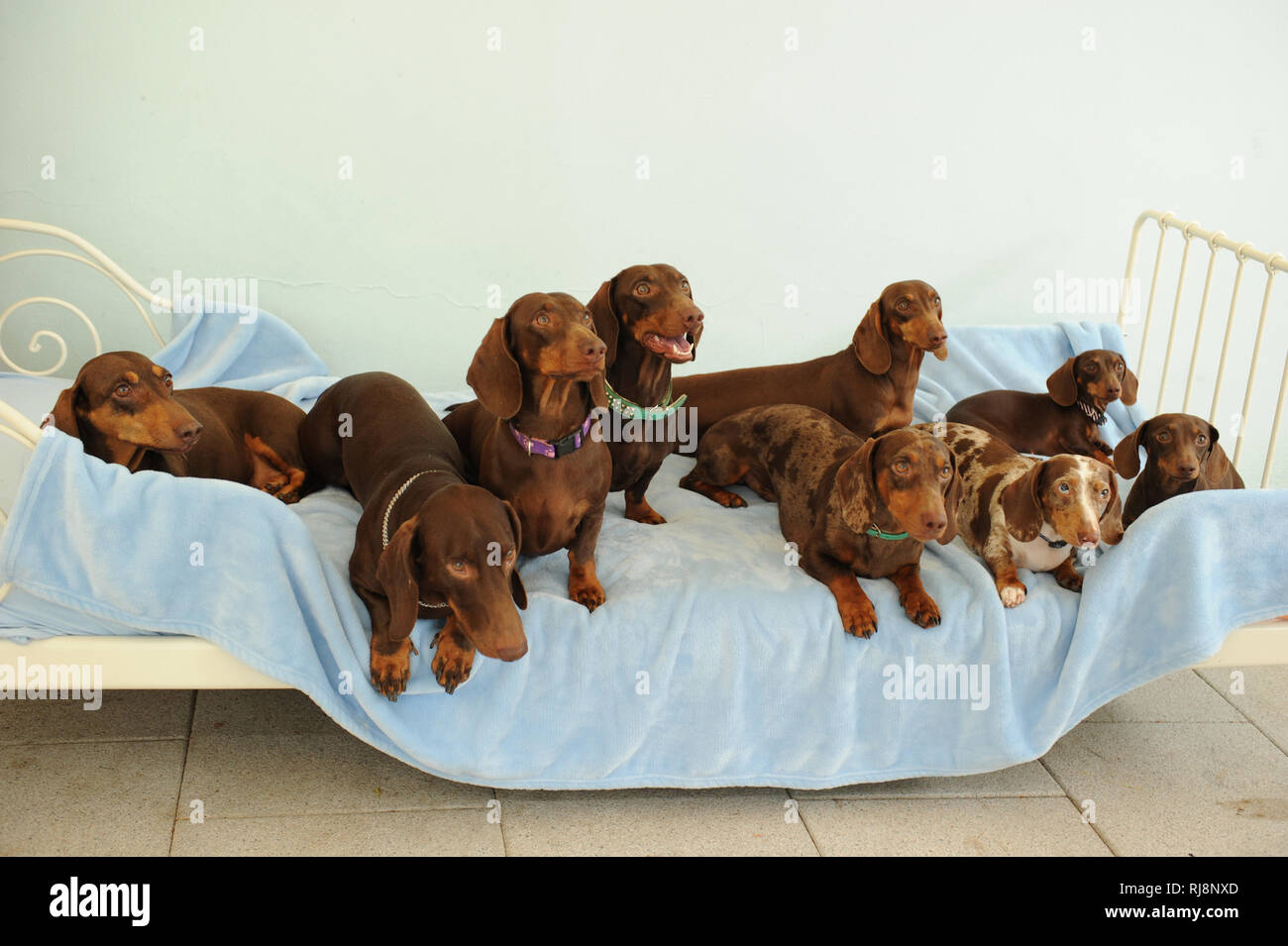 Keine Hunde High Resolution Stock Photography and Images - Alamy