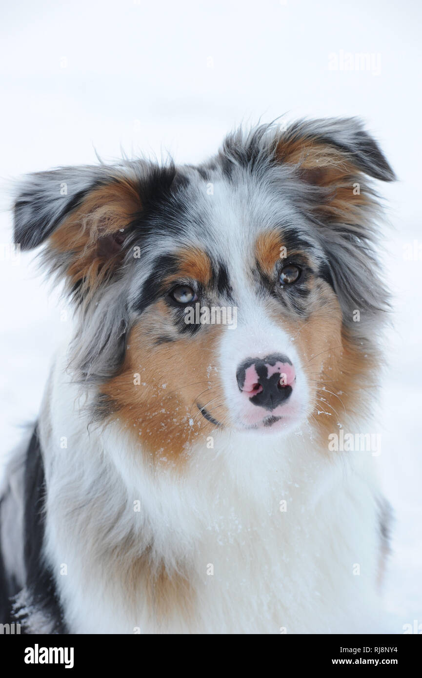 Australian Shepherd Hund im Schnee, Nahaufnahme Stock Photo - Alamy