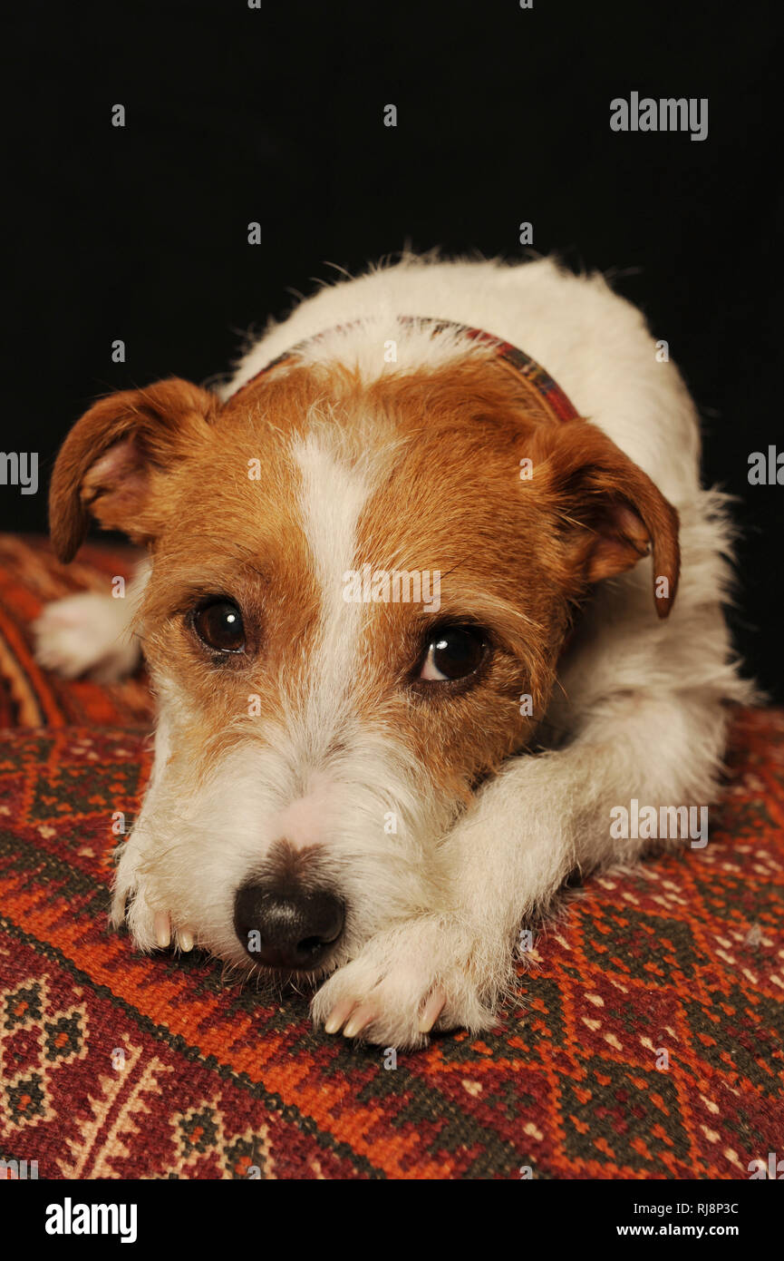 Jack Russel Terrier liegt auf einem Kissen Stock Photo