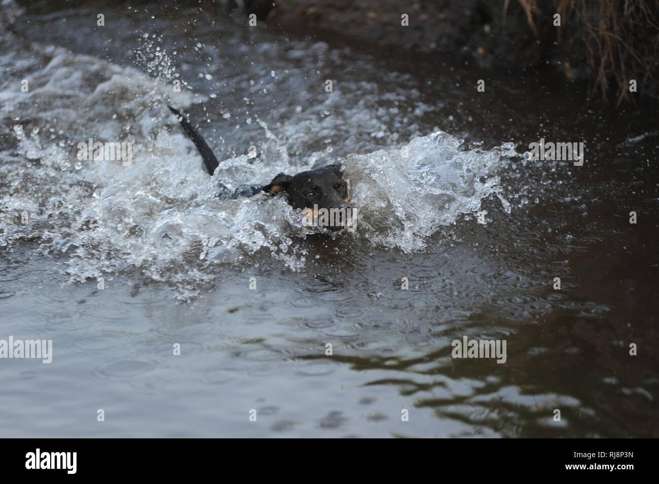 Labrador schwimmt im Wasser Stock Photo