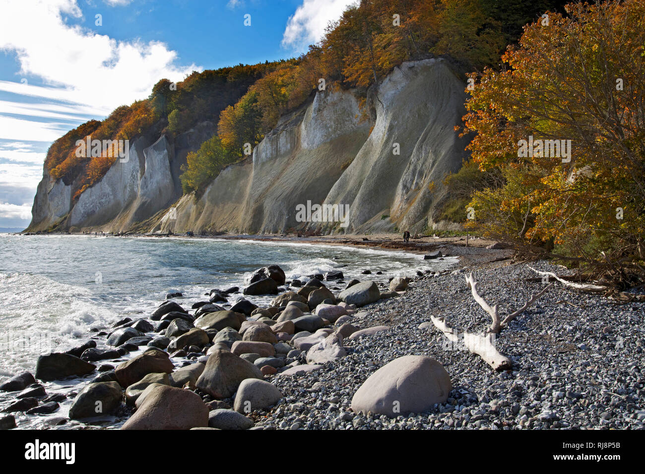 Herbstlich bunter Wald auf den Felsen der Wissower Klinken an der Kreidek√ºste der Halbinsel Jasmund, Stock Photo