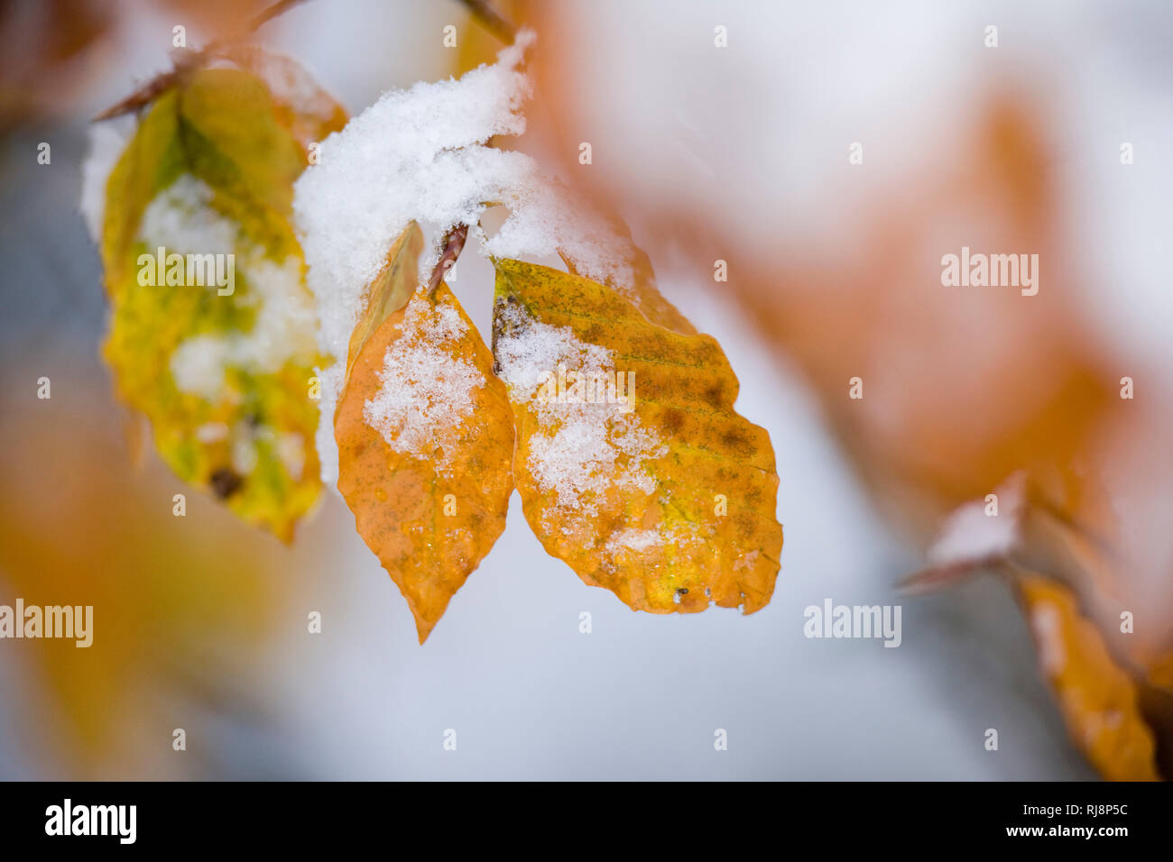 Herbstliche Buchenblätter mit Schnee, Close-up Stock Photo
