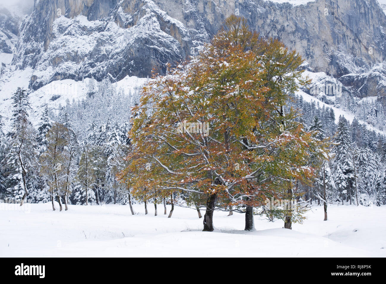 Herbstliche Buche in der Eng, Karwendel Gebirge, Tirol, Österreich Stock Photo