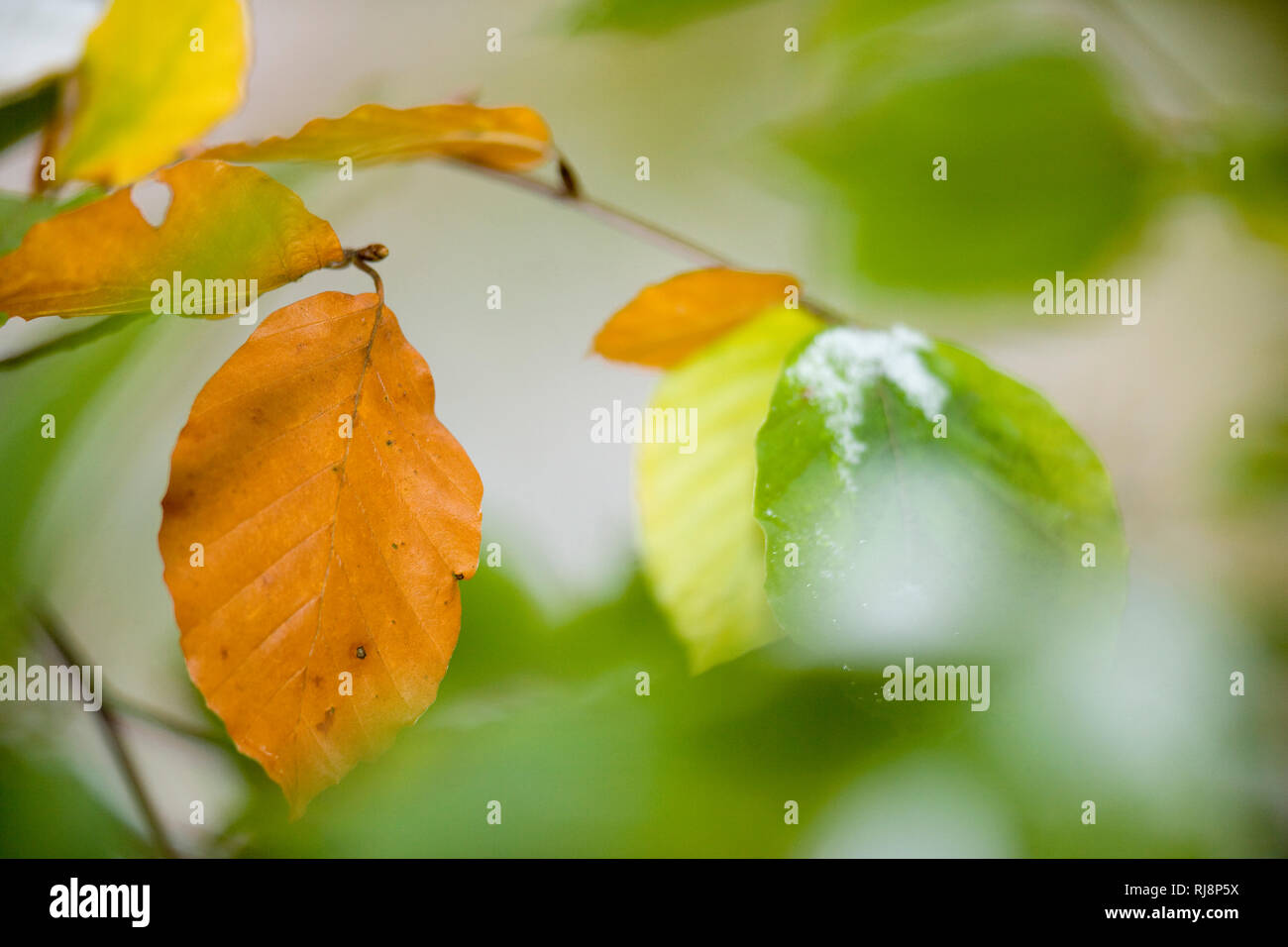 Herbstliche Buchenblätter, Close-up Stock Photo