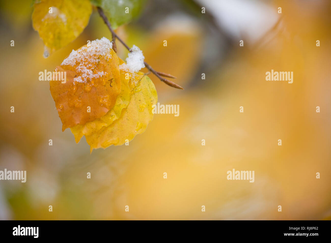Herbstliche Buchenblätter mit Schnee, Close-up Stock Photo