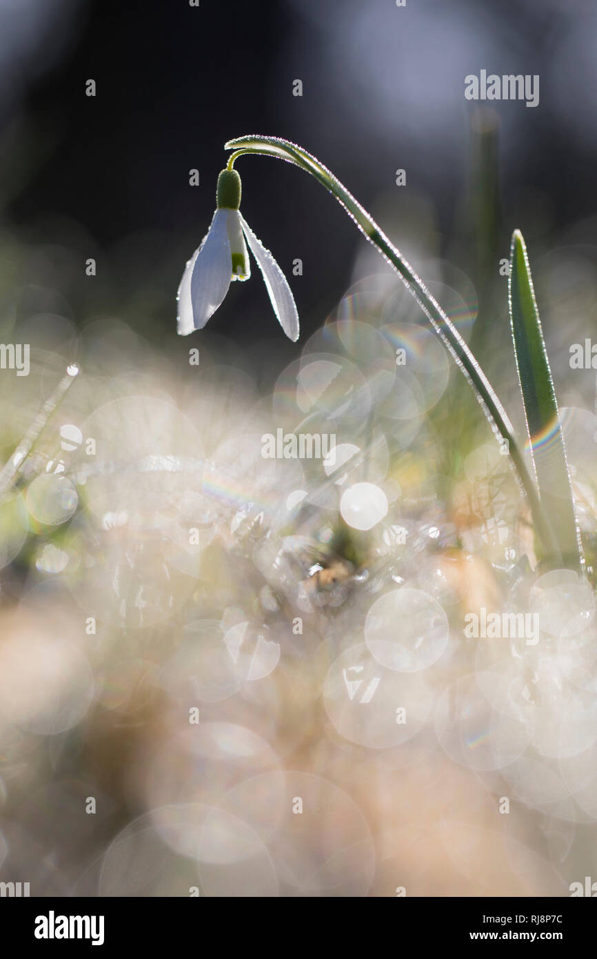 Schneeglöckchen, Galanthus, Morgentau, Gegenlicht, Reflektionen Stock Photo