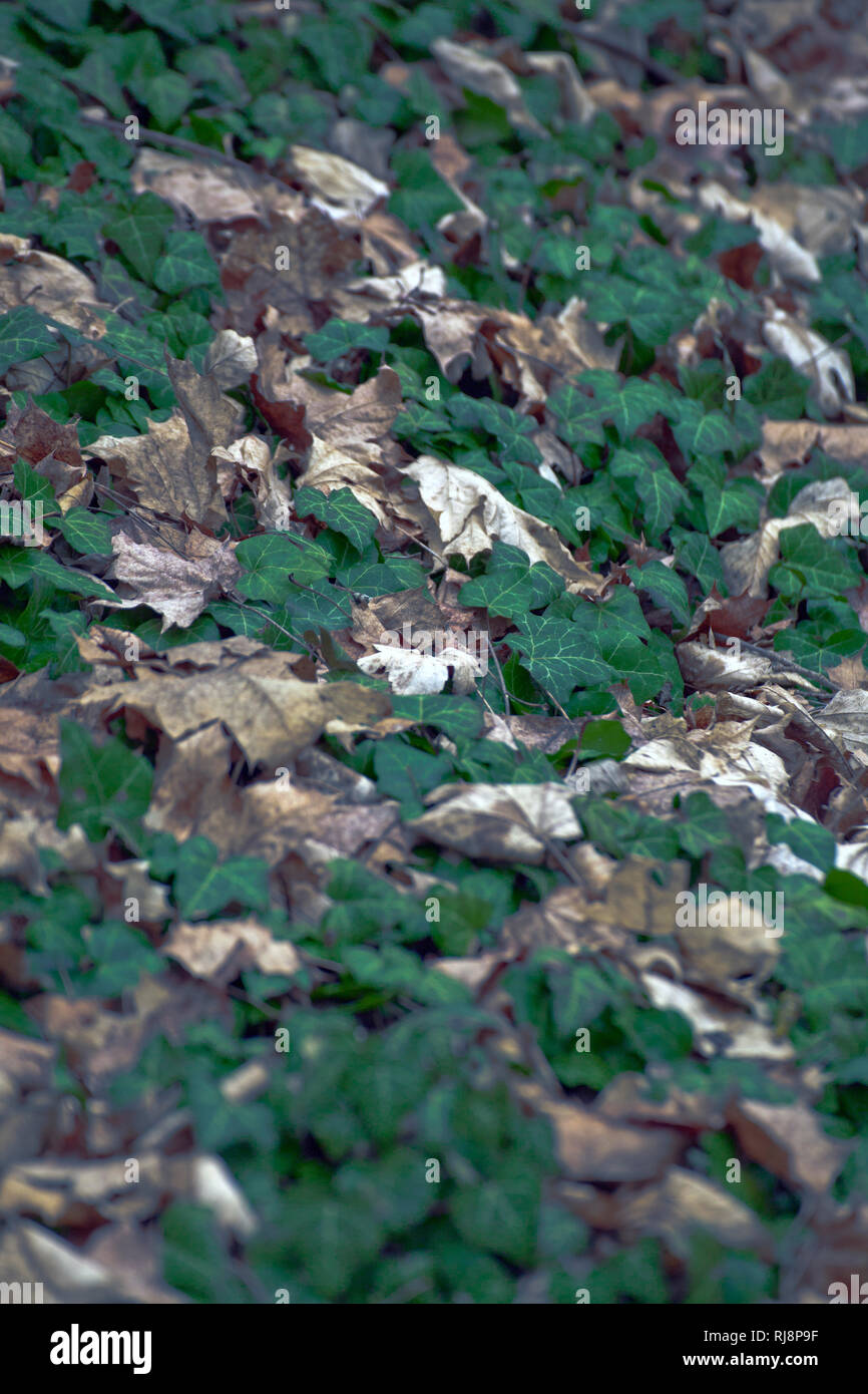 junger Efeu im Herbstlaub Stock Photo