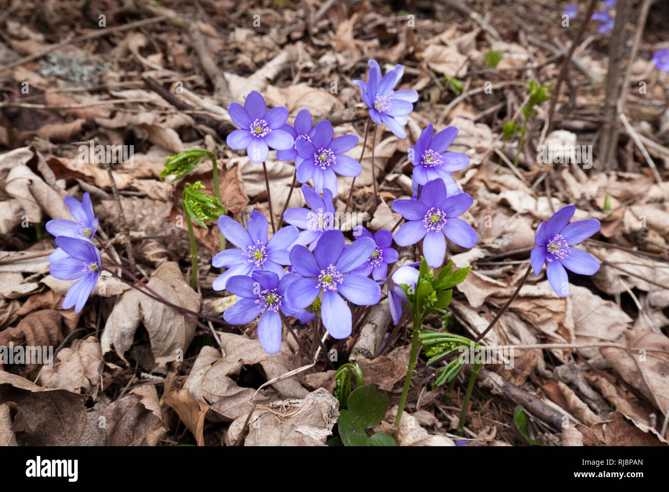 Blühende Leberblümchen im Frühling, Hepatica Nobilis Stock Photo
